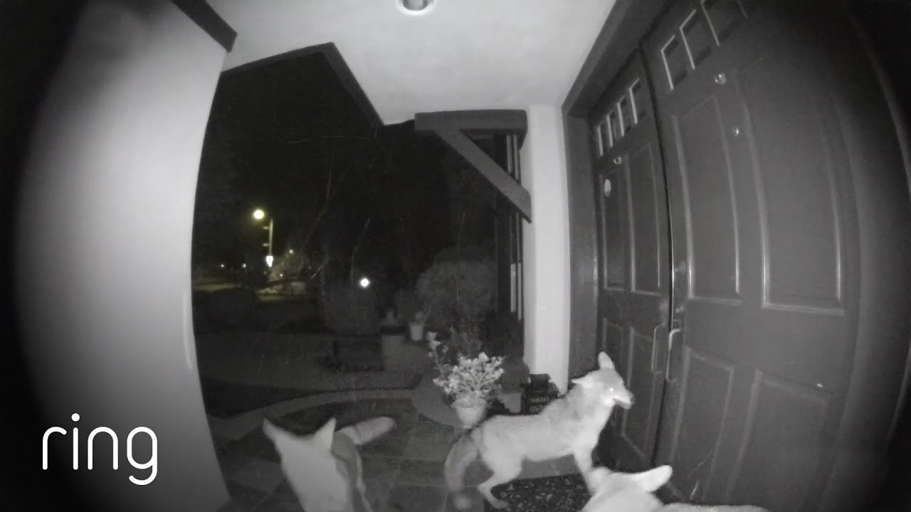 Rowdy Coyotes Have a Brawl at Eric’s Front Door｜RingTV - YouTube