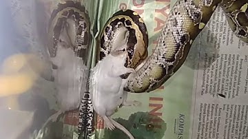 BLOOD PYTHON / Feeding Time Borneo Short-Tailed Python / Eat #DIPONG