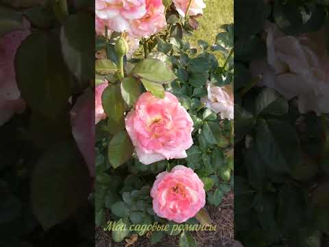 Video: Climbing Rose Flamentanz: edut, viljelyn ominaisuudet