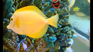 キイロハギ Yellow tang Zebrasoma flavescens
