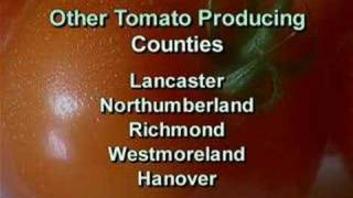 Virginia Farm Bureau - ABC's of Ag - Tomatoes