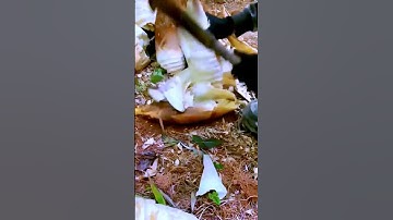The process of shelling bamboo shoots - good tools and methods can improve efficiency