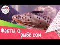 5 интересных фактов о рыбе сом