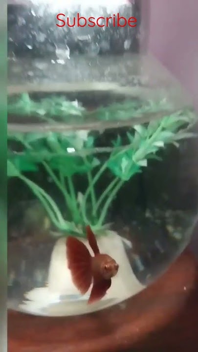 difference-between-bowl-and-tank-for-betta-bettafish-youtube