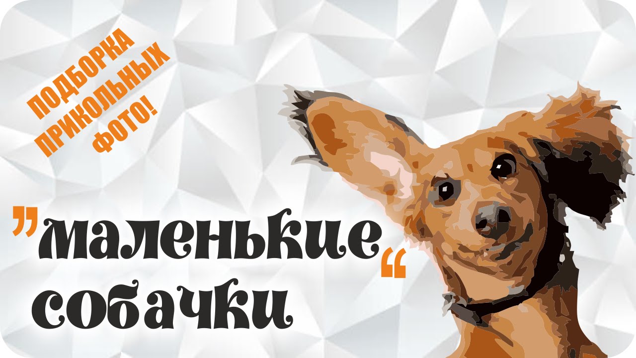 Самые "маленькие" собаки. Смешные фото с "маленькими" породами собак ...