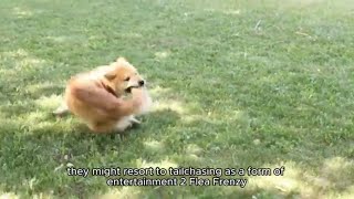 why do dogs chase their tails | the Science Behind Dogs Spin in Circles