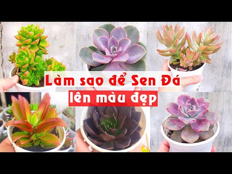 Cách Trồng Sen Đá Lên Màu - P292: CÁCH ĐỂ SEN ĐÁ LÊN MÀU ĐẸP MÀ BẠN CẦN BIẾT