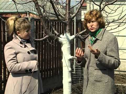 Основная болезнь