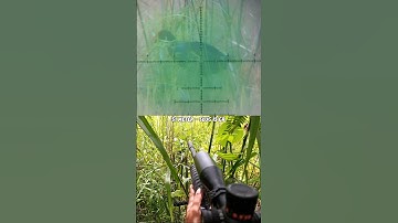 POIN SEPASANG MANDAR BIRU #berburu #hunting #burungmandar #mandarbiru