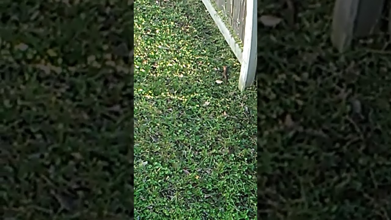 camera iphone 8 plus apk PitzTop Lawncare #3 cutting grass and skink pops up