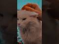 Vi presento il mio amore vlog2025 #filorosso #alfaadf #gatto #2025