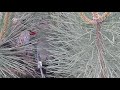 14 мая - наблюдение за гнездом сойки (15 день птенцов) - 05