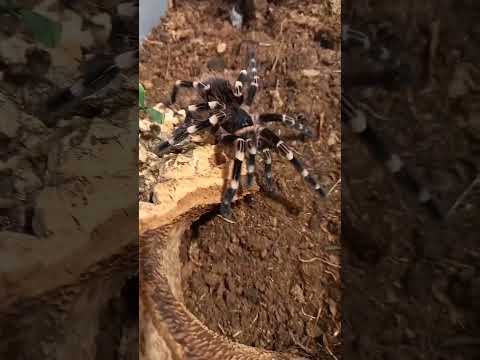 Video: Zirneklis Acanthoscuria geniculata: dzīvesveida un uzturēšanas noteikumi