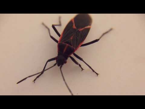 Essential Oil Impacts on Boisea trivittata (Box Elder Bug)