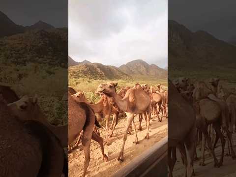 تحدي البعير الهائج في جبال عقبة ريمة صراع بين الإنسان والطبيعة