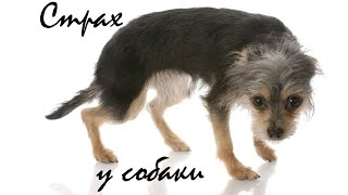 Страх у собаки. Что делать когда собака напугана / What if your dog is scared Страх у собаки. Что делать когда собака напугана / What if your dog is scared