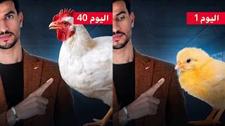 الدجاج - البيض -العصير المعلب! 