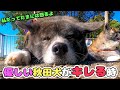 【秋田犬】喧嘩上等！？優しいお菊もたまには怒る！珍しいお菊の怒りシーン【大型犬】【akita dog】