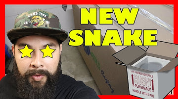 MASSIVE UNBOXING! NEW POWERHOUSE BALL PYTHON!