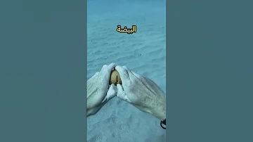 مفاجأة مذهلة في أعماق البحر Shorts 