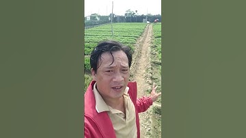 Quy mô cúc giống pha lê cúc giống đại đóa tết 2026