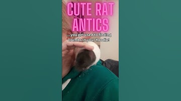 🐭💖 MUST SEE! Cute rat sits on my shoulder🐭#CuteRats #PetLove #shorts #animals #rats #cuddlypetrats