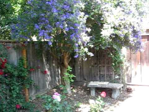 Backyard Curiosity What Is That Blue Flower Tree You
