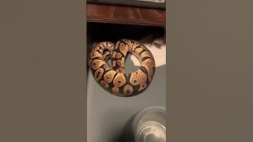 Ball Python 🐍 live feeding and breeding #livefeeding #ballpython #treepython #subscribe #ballpython