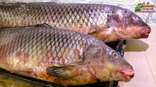 Proper cutting of trophy carp, how to clean large fish