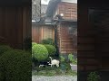 私は私よ/高田渡（カネコアヤノ参考）可愛い猫3匹 #弾き語り #cover #歌ってみた
