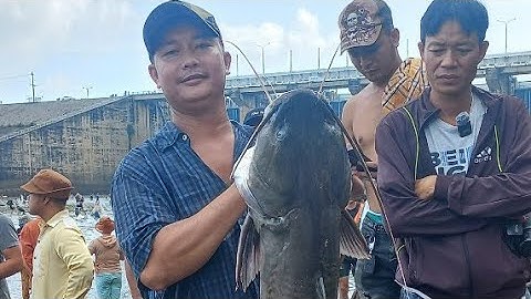 Hàng Ngàn Người Dân Đồng Nai Rủ Nhau Đi Bắt Cá Tại Hồ Trị An . Thủy Điện Trị An Toàn Cá Khủng .