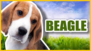 The Best of Beagles by Nature Walk 174 views 2 years ago 1 hour, 8 minutes