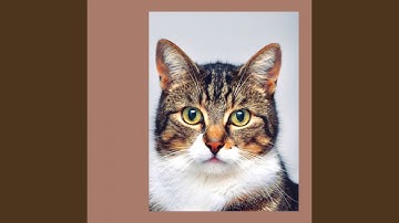 Friendly Backdrops for Evening Cat Strolls