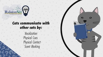 Cat Fact: Adult Cats Only Meow At Humans!