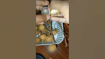 Litchi Fruit Ila Ana Litchi Mathiri Shorts Ytshorts Fruits Longan 