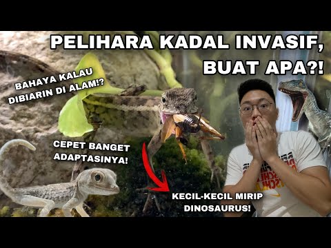 Video: Menanam Tanaman Bunglon - Informasi Perawatan Bunglon Penutup Tanah