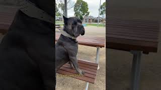 Funny Dogs Compilation #304 (Rottweilar Dog)!!! #animals #cute #dog #rottweiler