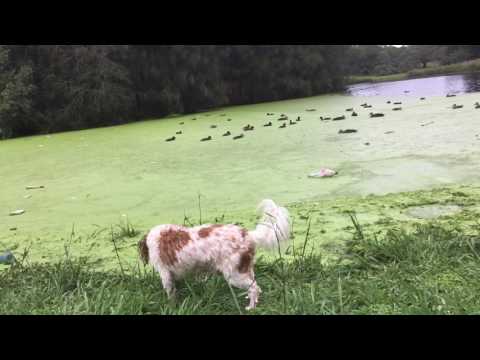 Digby checks out where the grass ends and the lake begins