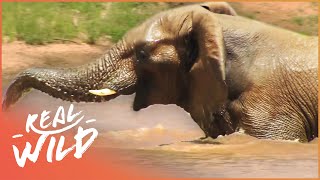 Animal Kingdom: Birds And Elephants (Documentary Series) | Real Wild