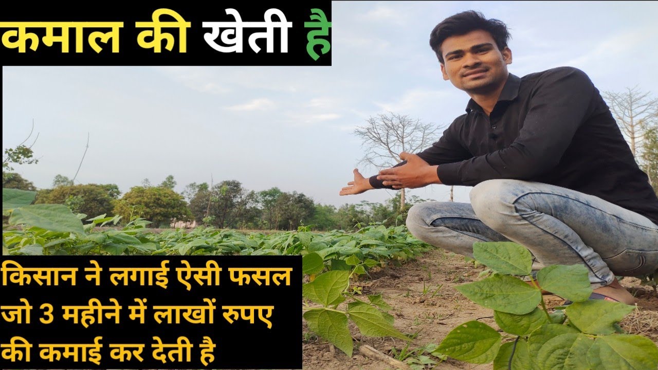 Millions earned from Rajma cultivation!! favorite farming!! - YouTube