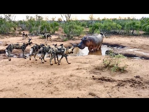 hippo-surrounded-by-pack-of-wild-dogs