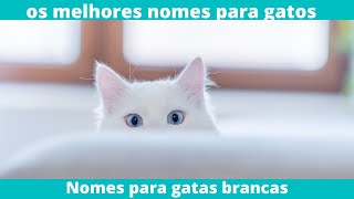 Nomes de gato branco criativos  os melhores nomes para gato branco