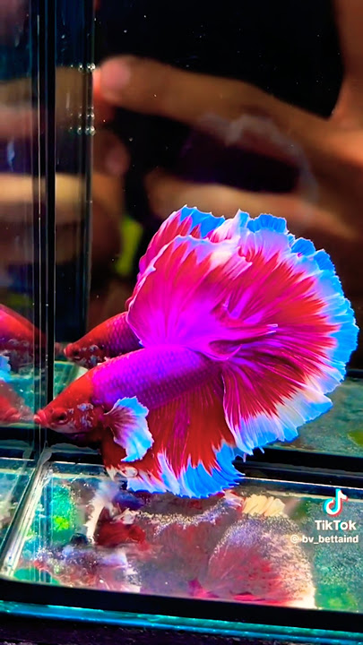 PINK BETTA FISH  #shortvideo