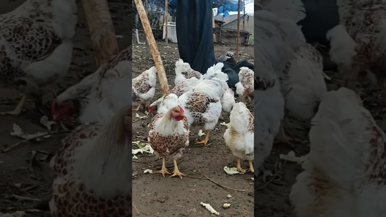 splesh laced wyandotte chicken 🥰 