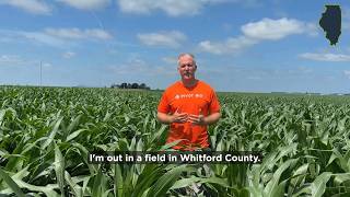 Short Corn Field in High Population Shows Uniformity With PROVEN G3
