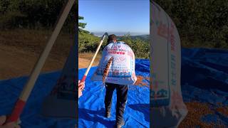 pistachio 0.00043M pistachio unboxing delicious pistachio 🌰#amazing #pistachio