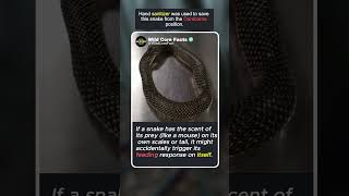 Snake's Ouroboros #amazing #nature