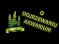 #6 Dojrzewanie akwarium - cykl azotowy, pożyteczne bakterie - Najważniejszy film dla początkujących