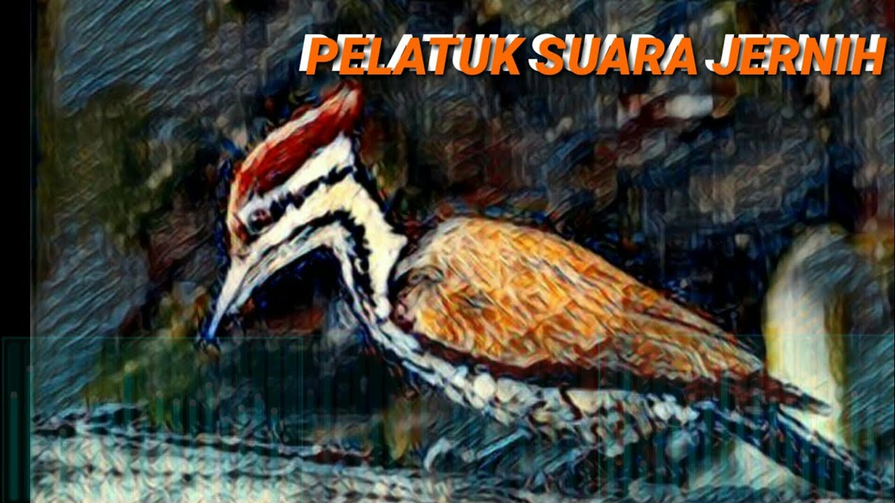 BURUNG PELATUK BAWANG SUARA JERNIH 