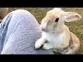 A friendly rabbit really likes humans too much!